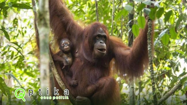 Pertama Kali Dalam Sejarah Orang Utan Diangkat Jadi Direktur Perusahaan Sawit Di Malaysia