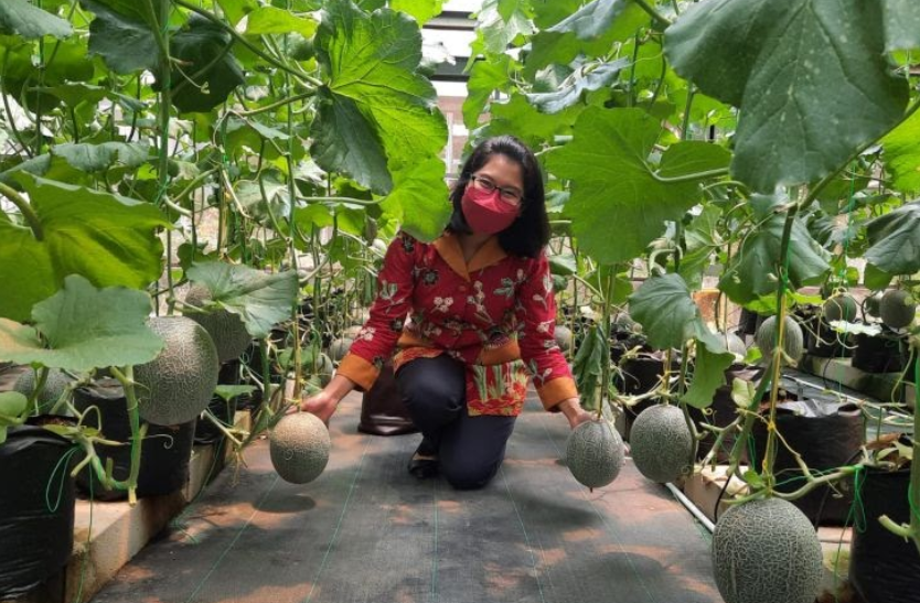 Mengenal Teknologi Pertanian Drip Irrigation System Karya Mahasiswa UB