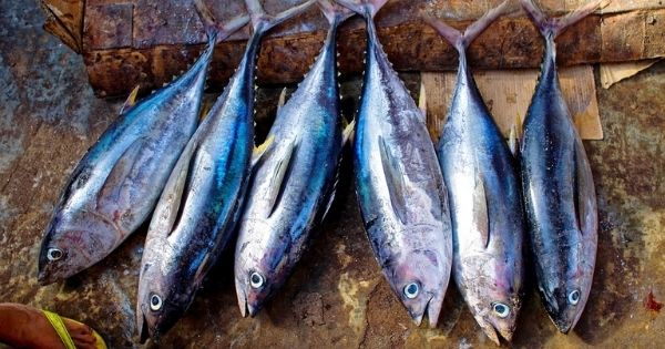 Ini Manfaat Ikan Tuna, Mulai dari Penglihatan Hingga Risiko Penyakit Jantung