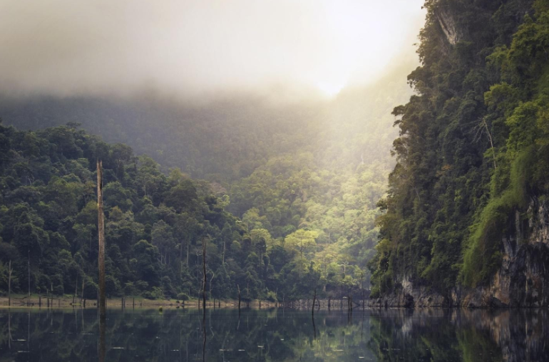 Jokowi Dituntut Keluarkan Hutan Alam dari Lokasi Food Estate