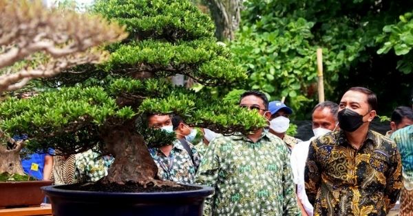 Surabaya Gelar Kontes Bonsai Tingkat Nasional