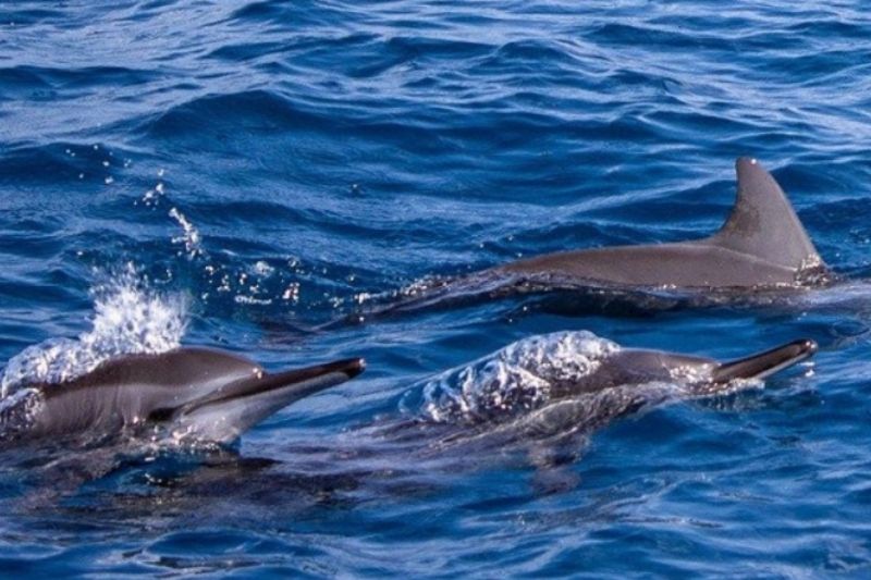 Heboh Lumba-lumba Ditangkap di Pacitan, Nelayan Pendatang Diduga Pelakunya