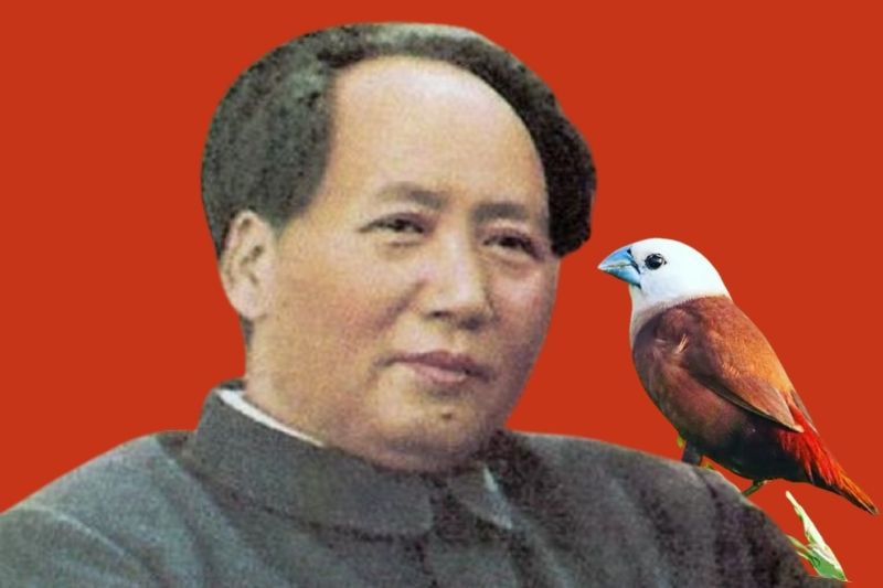 Mao Zedong dan Burung Pipit