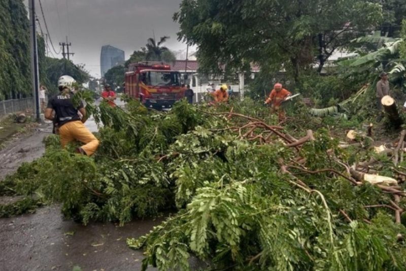 Antisipasi, Warga Surabaya Bisa Lapor DLH Jika Ada Pohon yang Mau Tumbang