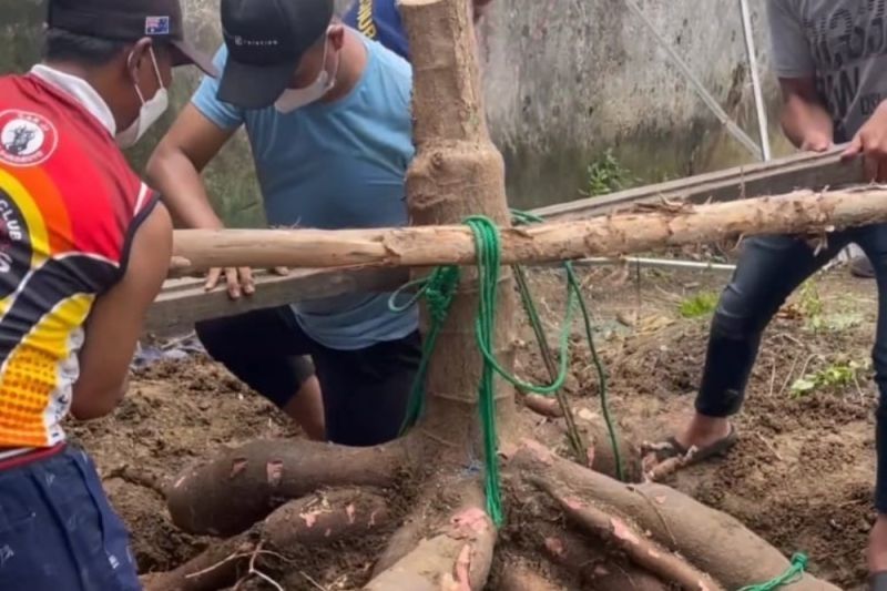 Armuji Panen Singkong Raksasa di Kediamannya