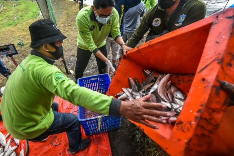 DKPP Bagikan Panen Ikan dan Jagung Untuk Warga MBR Surabaya