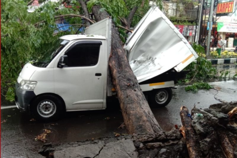 Pohon Bertumbangan Akibat Angin Kencang di Sidoarjo, 3 Kendaraan Rusak Berat 1 Orang Terluka