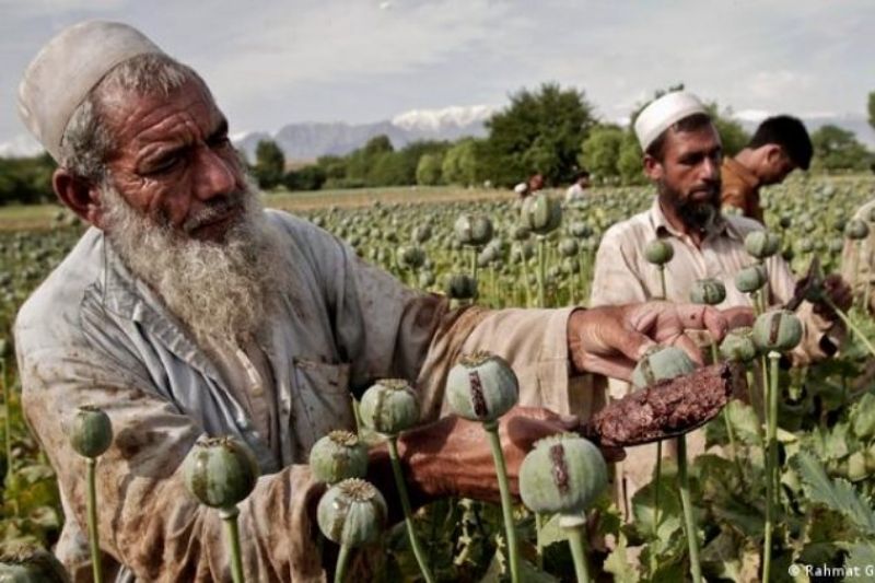 Tegas! Pemerintah Taliban Melarang Budidaya Opium