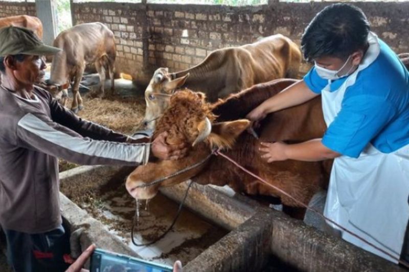 769 Sapi Sidoarjo Terjangkit Wabah Penyakit Mulut dan Kaki, Ini Gejalanya