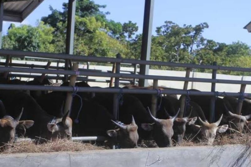 Balai Karantina Surabaya Larang Transit Sapi dari Kupang