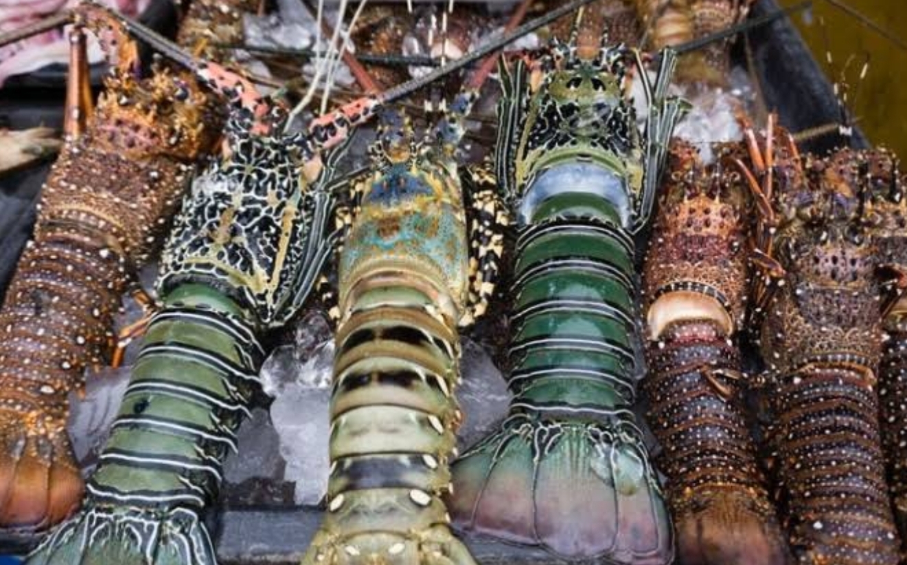 Otoritas Bandara Juanda Gagalkan Pengiriman Lobster Ilegal