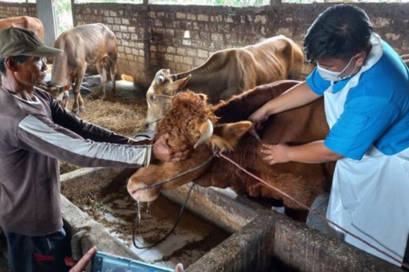 Polda Jatim Batasi Lalu Lintas Hewan ke Daerah Wabah dan Pastikan Ketersediaan Obat