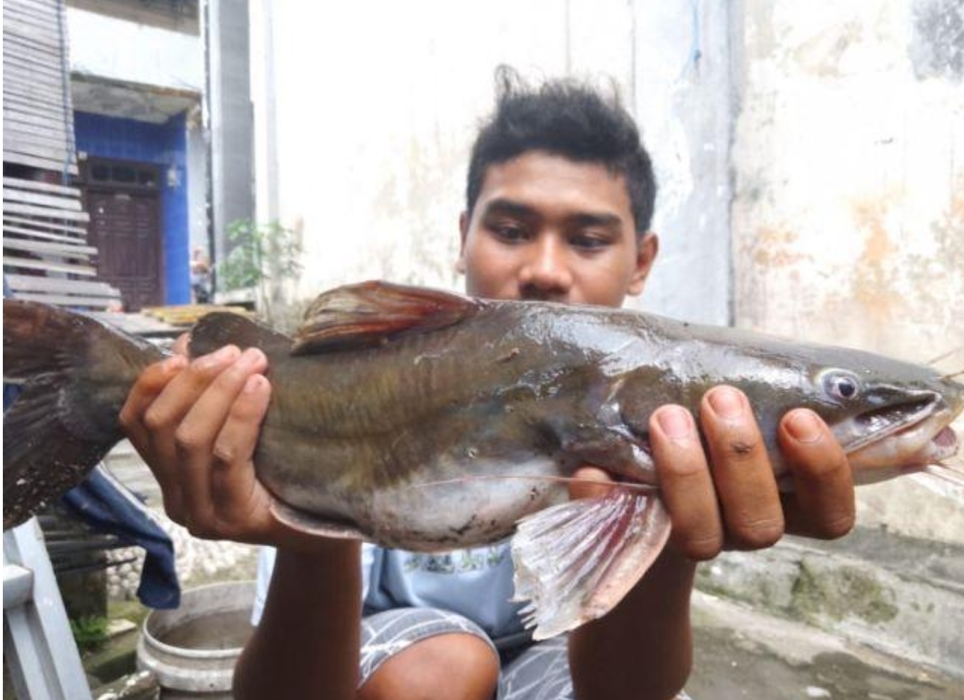 Ribuan Ikan Mati, Ecoton Nilai Pemerintah Gagal Kelola Sungai Brantas