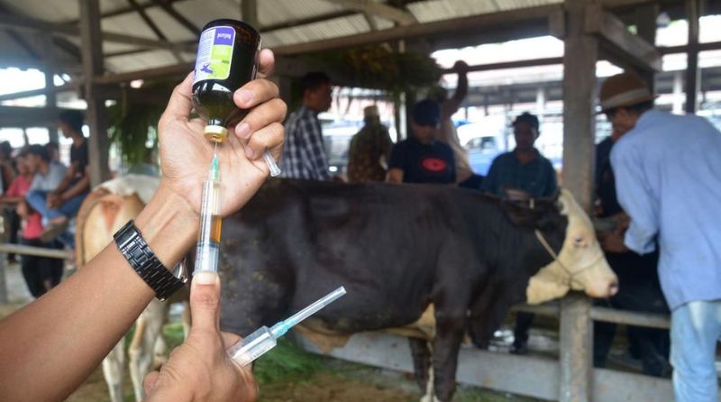 7000 Vaksin PMK didistribusikan ke Lamongan, Sapi Potong Diprioritaskan