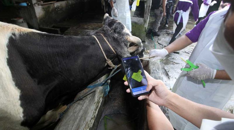 Antisipasi PMK, Pemkot Surabaya Gencar Vaksin Sapi