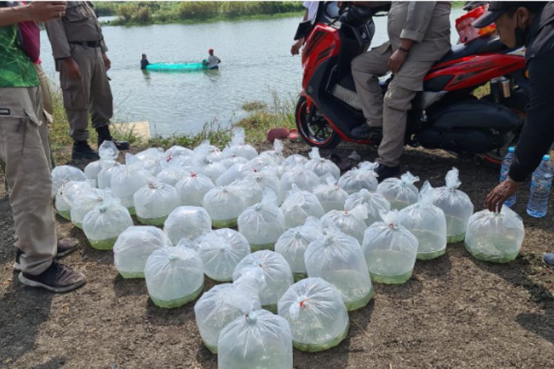 Pemkot Tebar Puluhan Ribu Benih Bandeng di Lahan BTKD Pakal