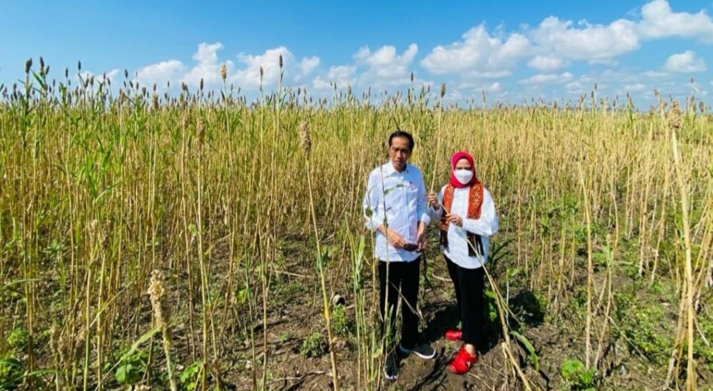 Sebut Alternatif Bahan Pangan, Presiden Sarankan Masyarakat Makan Sorgum