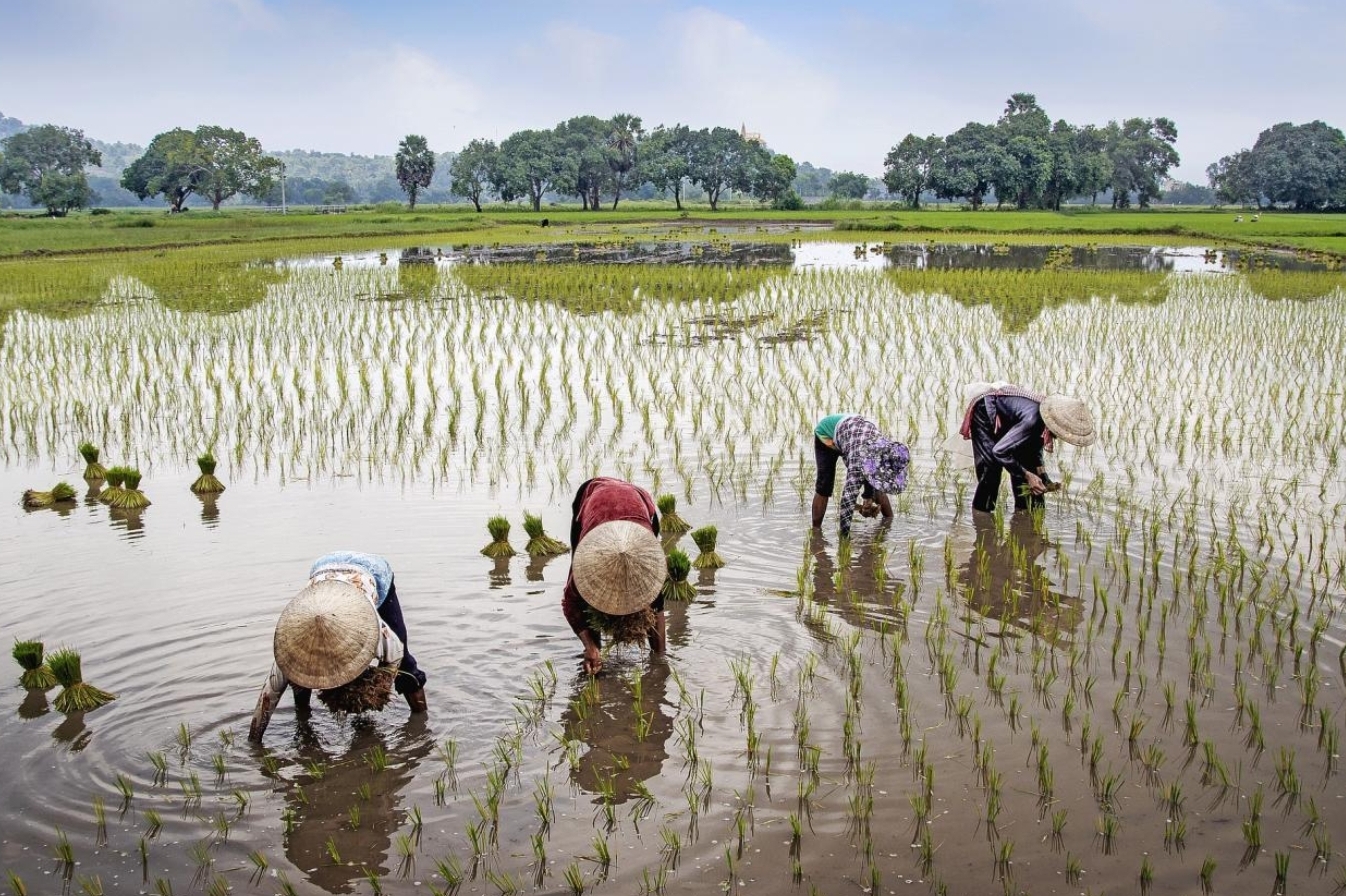 Ungkap Data Panen dan Produksi Padi, BPS Upayakan Ketahanan Pangan Tercipta di Jatim