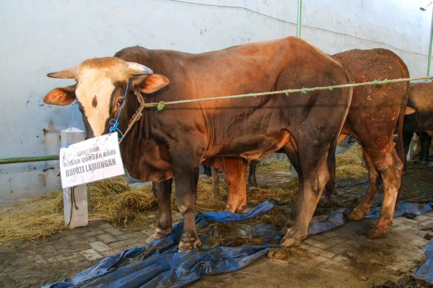 Idul Adha 1443 H, Bupati Lamongan Kurbankan 8 Ekor Sapi