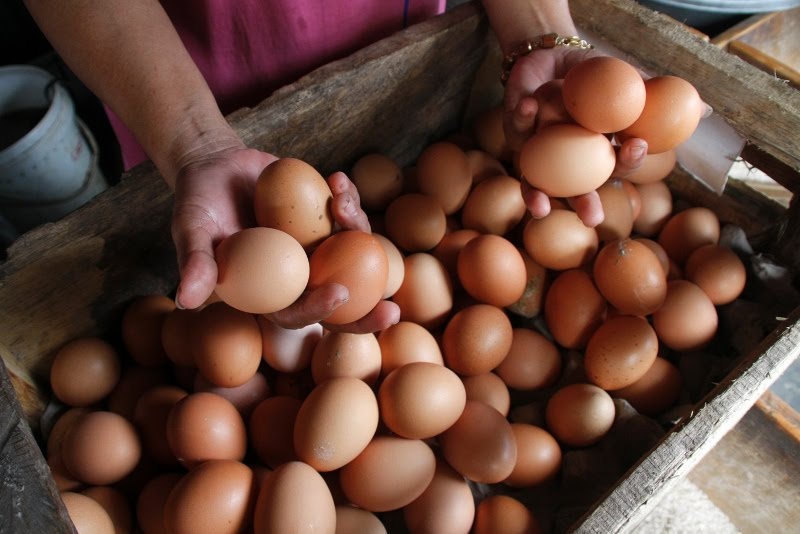 Huh! Harga Telur Ayam Ras Kembali Merangkak Naik