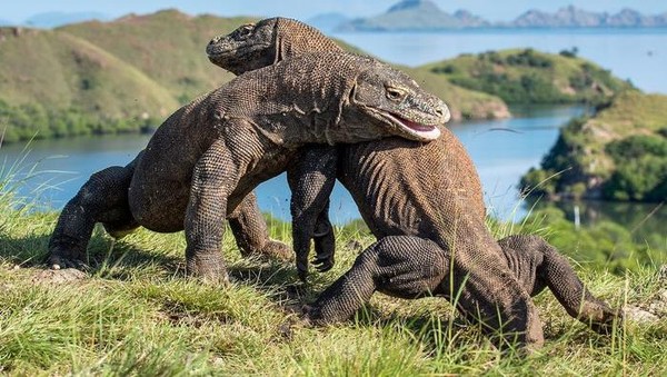 Ricuh Tarif Baru Taman Nasional Komodo, Ini Kata Menparekraf dan Pengamat