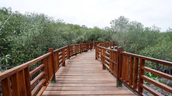 Kebun Raya Mangrove Dijadikan Destinasi Wisata Edukasi dan Penelitian