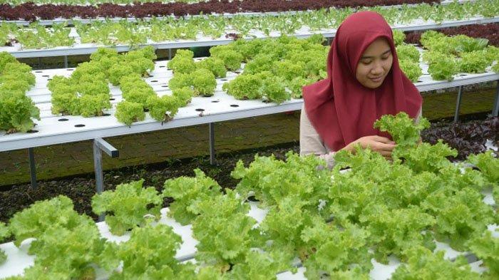 Berdayakan Warga, Pemkot Kembangkan Kampung Sayur di 11 Kecamatan