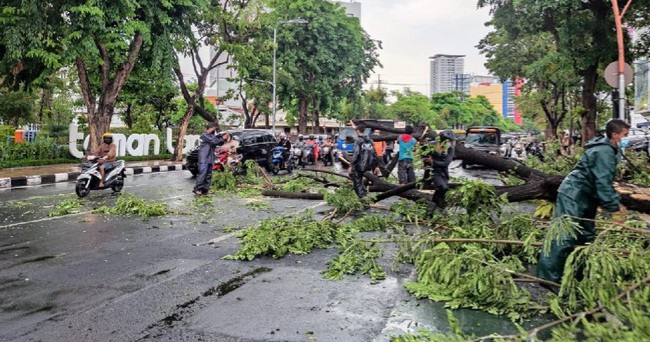 Masuk Musim Pancaroba, Pemkot Surabaya Minimalisir Pohon Tumbang