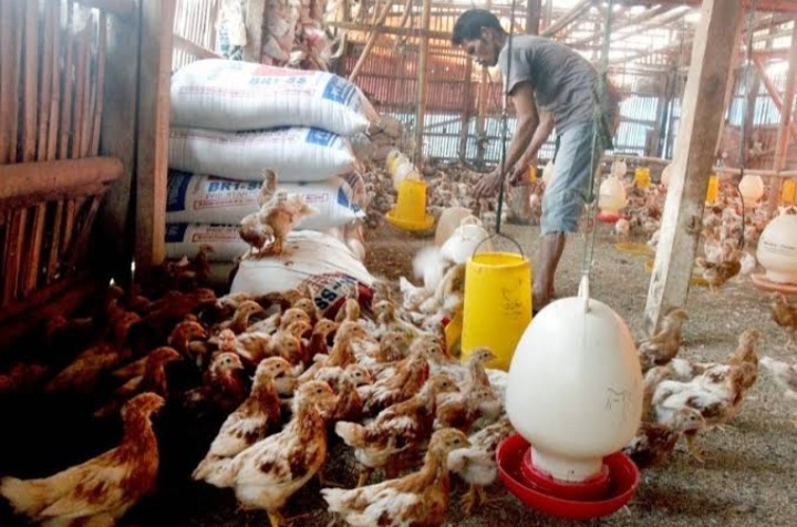 MUI Jatim Diminta Jaga Suplai Daging Ayam Halal
