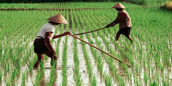 Jatah Pupuk Subsisdi Dikurangi, Petani Lamongan Mengeluh!