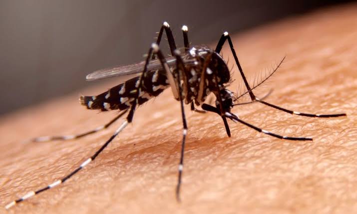 Musim Penghujan Datang, Inilah Daftar Tanaman yang Dibenci Nyamuk