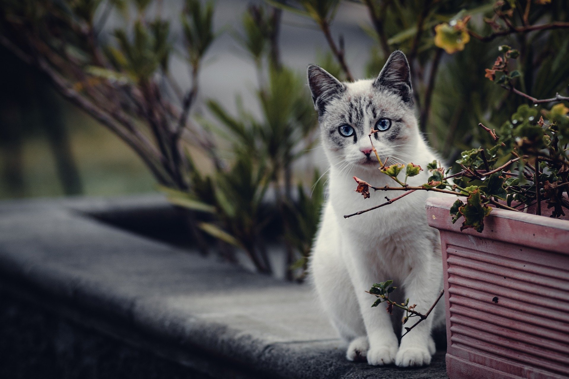 Pelik Hidup Kucing-Kucing Liar: Dari Rasa Kasihan Hingga Dampak Kesehatan