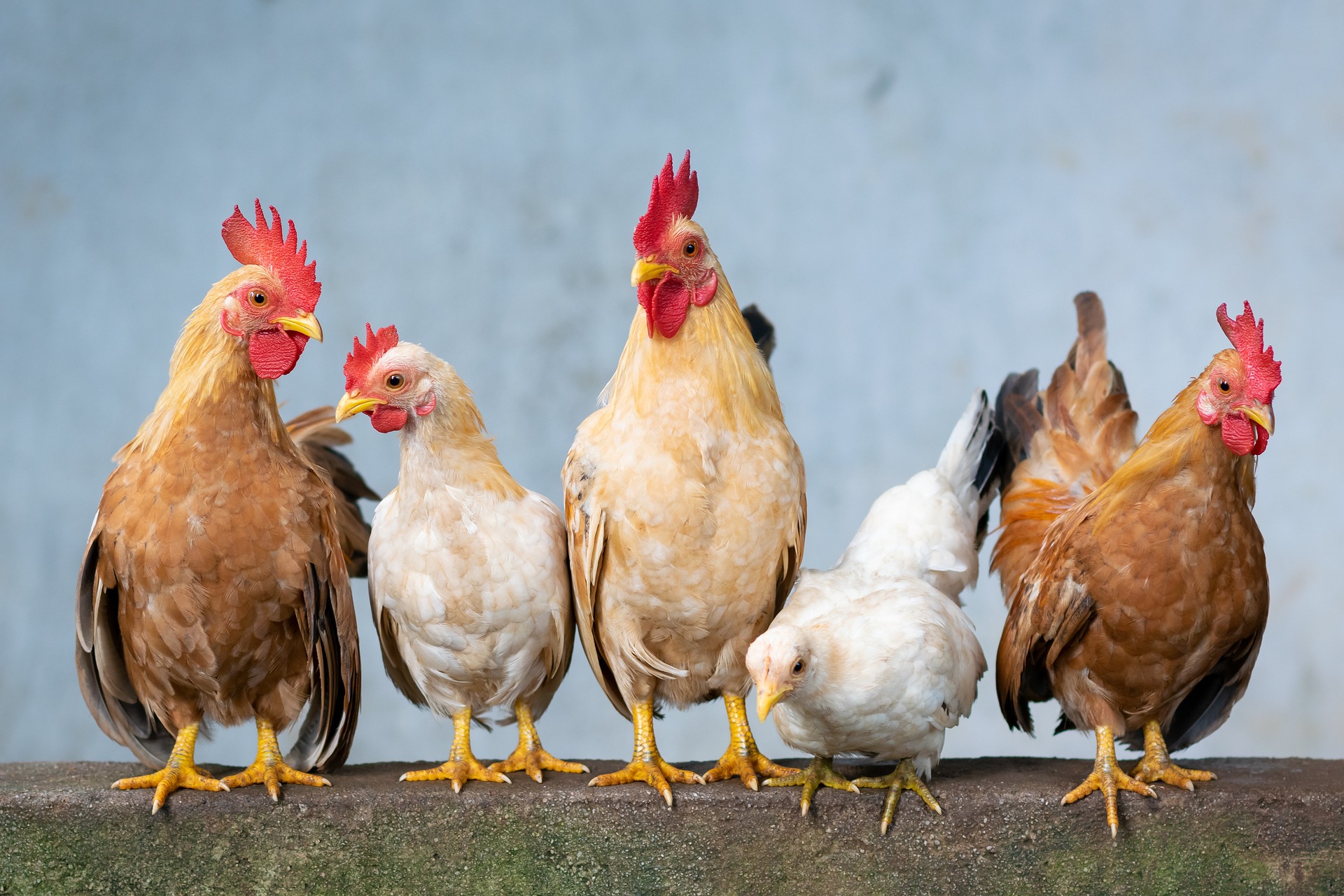 Cara Antisipasi Kasus Flu Burung di Indonesia Menurut Pakar Kesehatan, Apa Saja?