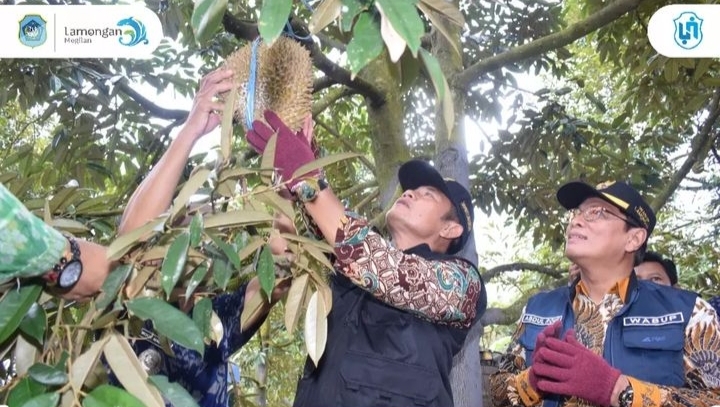 Pak Yes Gelar Acara Petik Durian di Desa Rintisan Agrowisata Sugihan