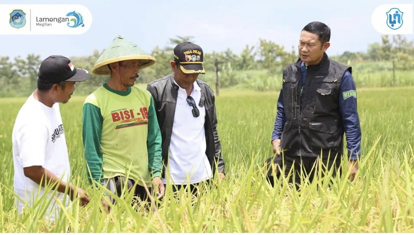 Pak Yes Tinjau Persiapan Panen di Persawahan Lamongan, Pastikan Stok Beras Aman!