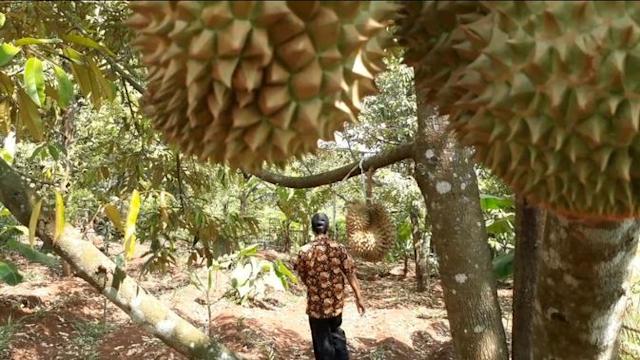 Sepanjang Jalan Wonosalam Jombang Penuh Aroma Durian