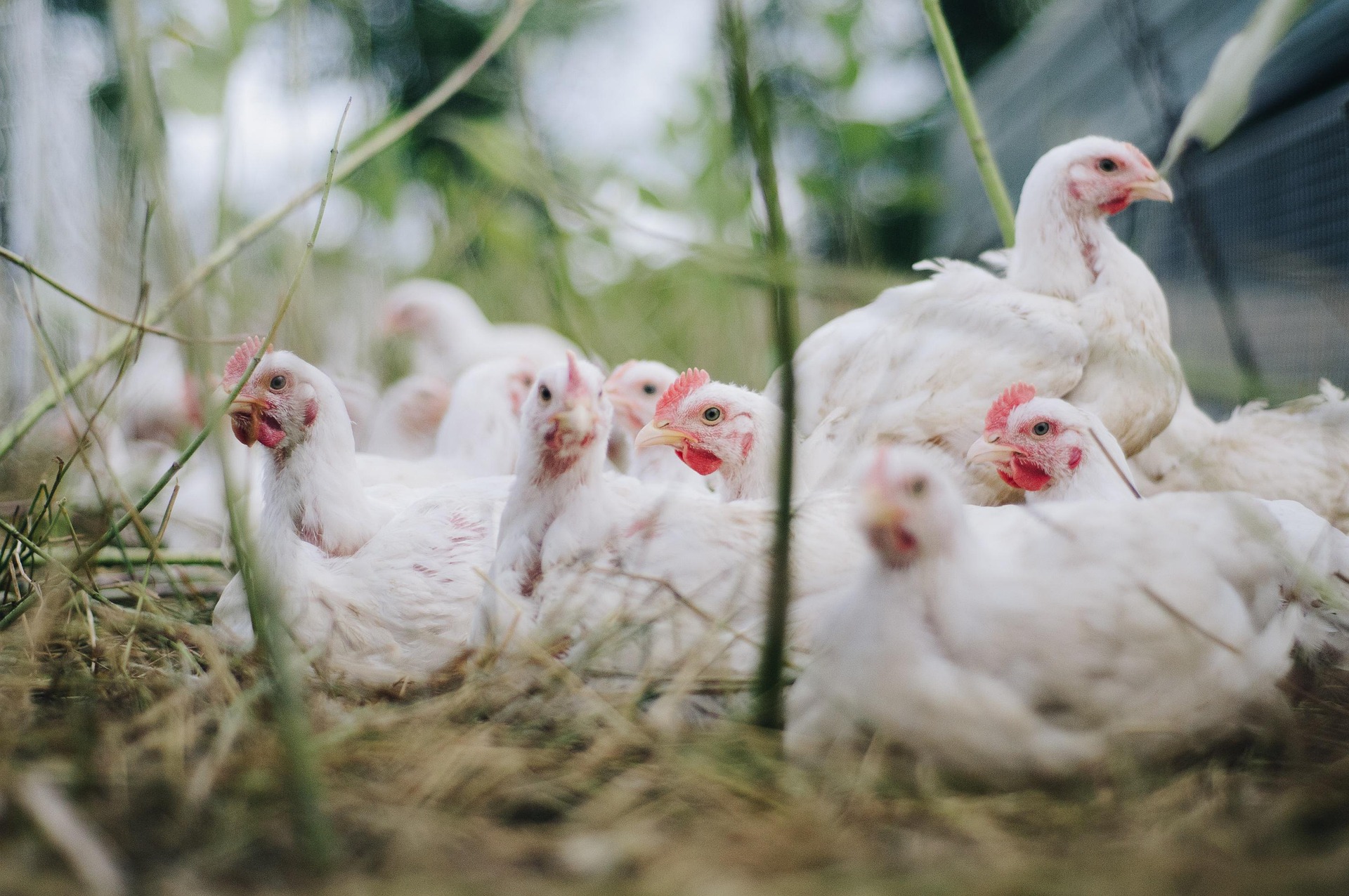 Siaga KLB Flu Burung, Pemerintah Imbau Hal Ini