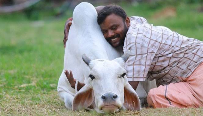 Tuai Kontroversi, Pemerintah India Ganti Hari Valentine dengan Hari Peluk Sapi