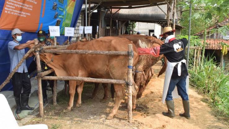 Jelang Idul Adha 1444 H, Pembeli Hewan Kurban di Lamongan Meningkat Drastis