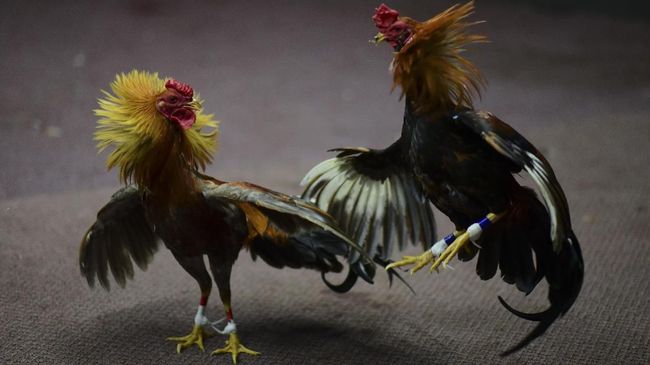 Menelisik Kebiasaan Aneh Masyarakat Indonesia Menyabung Ayam