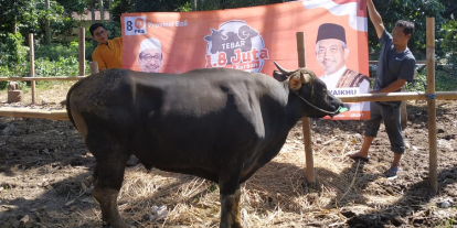 Ahmad Syaikhu Kurban 10 Ekor Sapi ke 9 Kota/Kabupaten di Bali