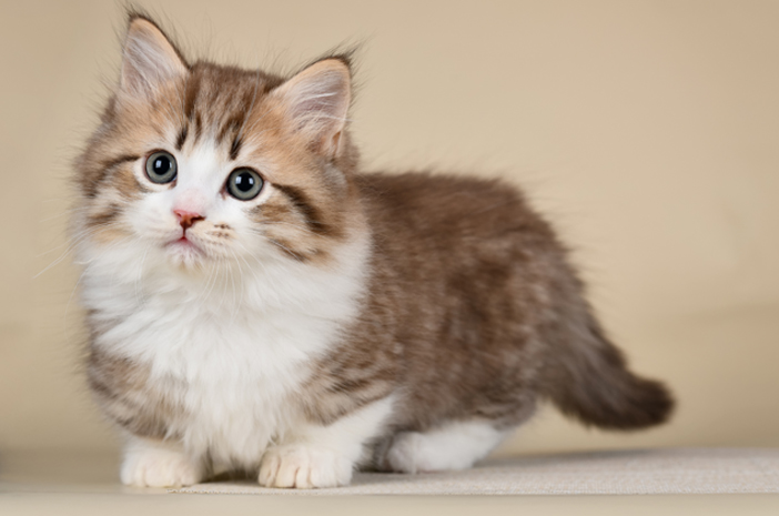 Puluhan Kucing Mati Mendadak di Sunter, Ini Penyebabnya