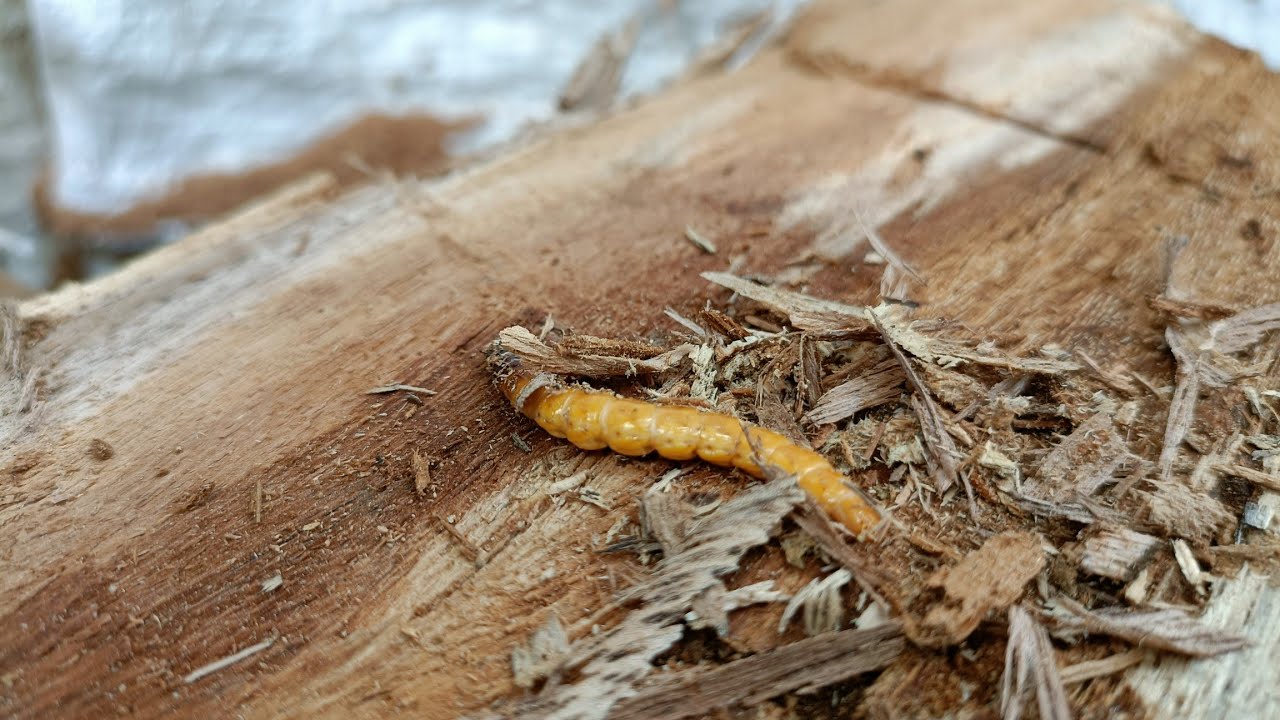 Mengenal Wax Worm, Si Kecil Pemakan Plastik