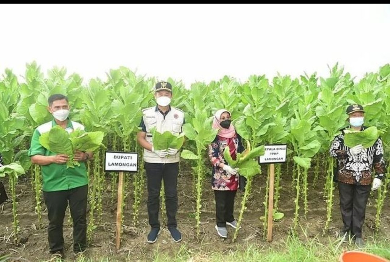 Tahun Ini, Tanam Tembakau Lamongan Terus Meluas!