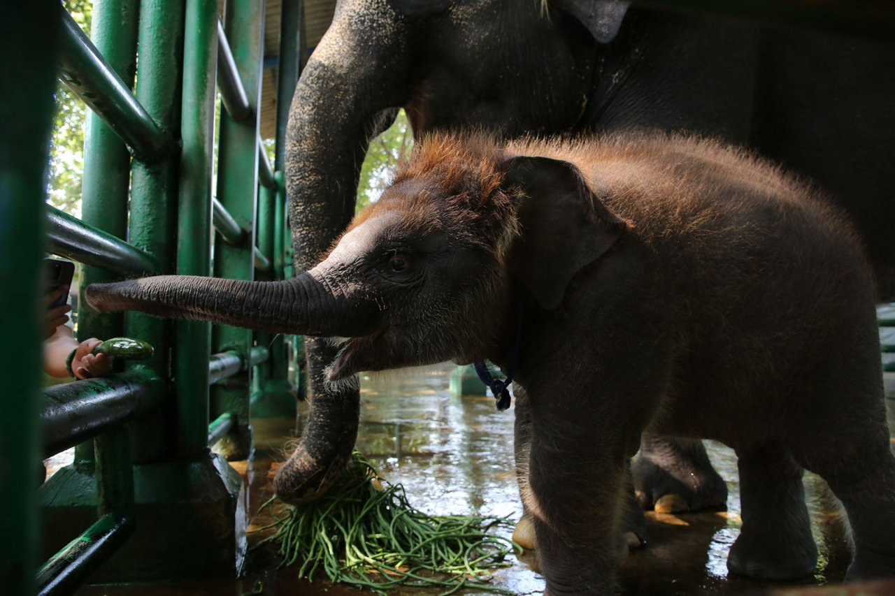 Eri Cahyadi Beri Nama Rocky Balboa untuk Anak Gajah di KBS