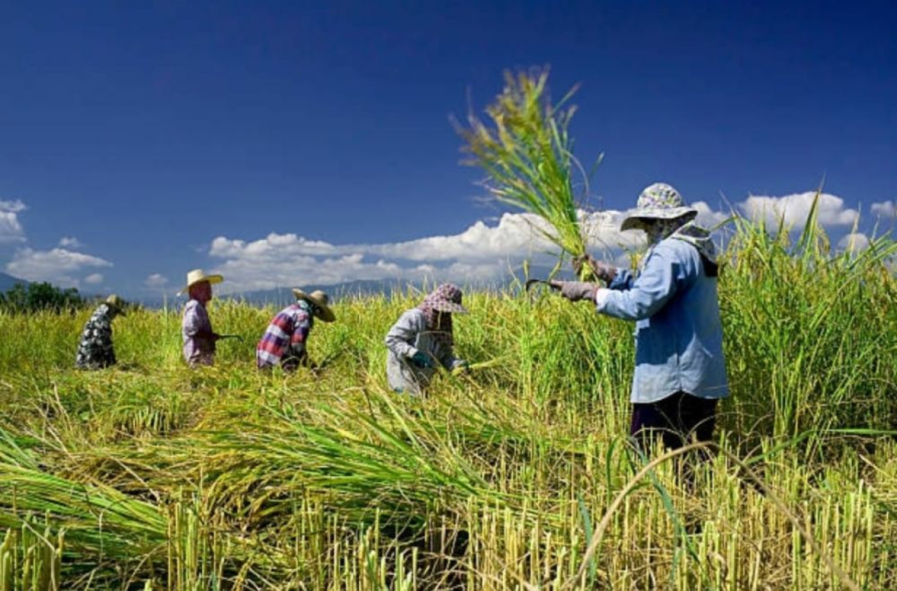 Harga Beras Kita Paling Tinggi, Kok Petani Tetap Miskin?